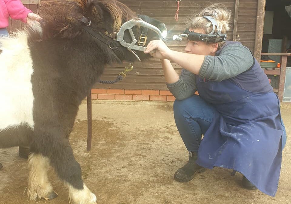 Pony Dentist!