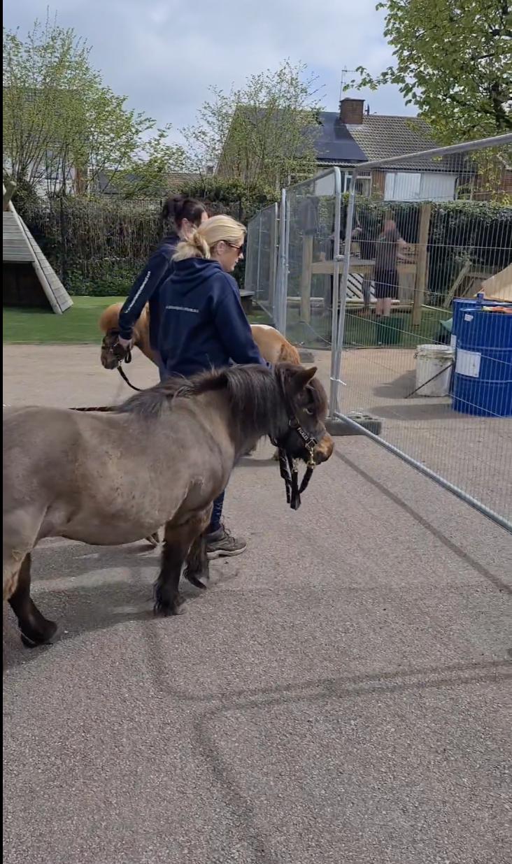 How do we train our Therapy Ponies?