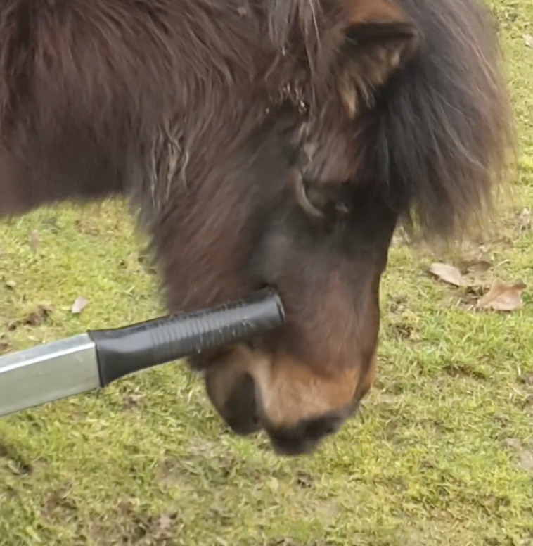 Poo picking with Pickles