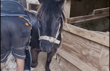 Farrier John